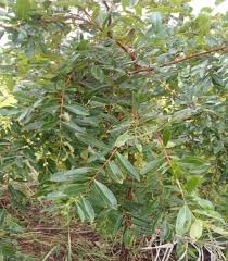 Image result for Psorospermum febrifugum