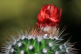 Your christmas cactus may bloom on it own, but if not, here's what to do. Sunshine On My Shoulders Genuine Or Fake