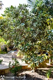 Image result for Pisonia