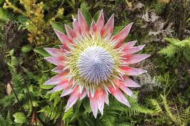 Native american flowers and meanings. Protea Flower Meaning Flower Meaning