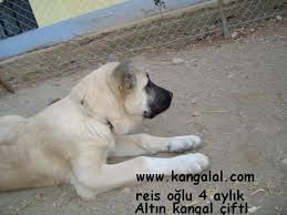 Kangal Yavrusu Kangal Ciftligi Kangal Yavru Satisi Kangal Kopegi Kopek Yavru Kopek