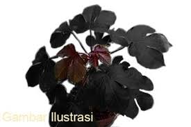 Kebiasaannya, mereka menggunakan getah pokok jarak pagar untuk dijadikan belon. Tuah Pohon Jarak Hitam Untuk Pesugihan Kekayaan Indo Feng Shui Belajar Feng Shui Online Indonesia