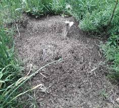 Wir geben ihnen eine detaillierte anleitung wie sie den ameisenhaufen umsiedeln in 5 schritten. Waldameisen Im Garten Loswerden Tiere Wald Ameisen