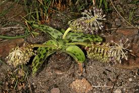 Image result for Ledebouria cordifolia