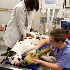 Cpr Package Basic And Advanced Life Support For Veterinary Technicians And Students Corne Vet School Motivation Veterinary Technician Veterinary Internships