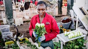Until this time last year, the bags that have now been written out of quotidian existence were widely used, especially at places like nairobi's bustling kangemi market where traders sell everything from. On The Move The Economist