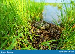 Image result for Caroxylon littoralis