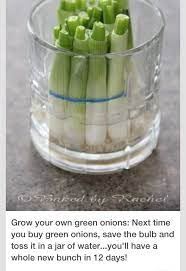 How To Grow Your Own Green Onion Food Food Hacks Cooking