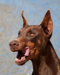 She'll be more than capable of taking care of these puppies. Arizona Doberman Rescue Desert Harbor Doberman Rescue