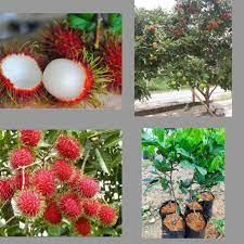 Istri di ajak menolak anak kandung jdi korban hingga hamil 2 kali. Buy Pokok Rambutan Anak Sekolah Hybrid Seetracker Malaysia