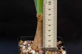 Image result for Ammocharis coranica