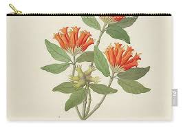 Image result for Burchellia