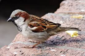 The swallow is a bird that chooses a mate for life and will only nest with that bird and no other. Tattoo Ideas Sparrows And Swallows Tatring