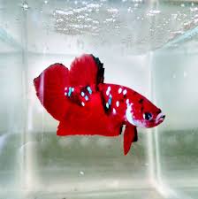 Shop Betta Koi Trung Le Updated Their Shop Betta Koi Trung Le Facebook