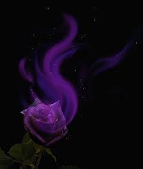 Black And Purple Roses Pin By Star Dust On Purple Purple Roses Wallpaper Purple Roses Purple