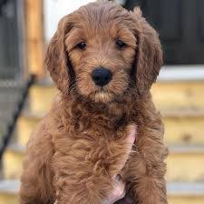 Cavapoo Puppies In Ohio Top 5 Breeders 2021