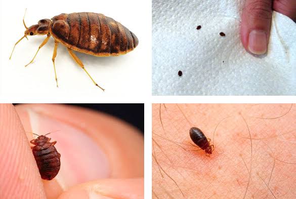 Bedbug outbreak in France