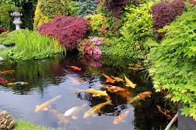 Please contact us if you want to publish a japanese koi fish pond wallpaper on our site. How To Build A Koi Pond