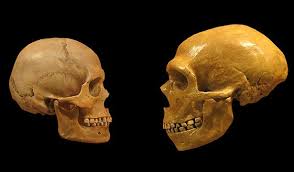 Последние твиты от pria homo sange (@priahomo69). Neandertaler Wurde Ihnen Opportunismus Zum Verhangnis Ernahrungsstrategien Von Neandertalern Und Homo Sapiens Waren Verschieden Scinexx De