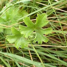 Image result for Pelargonium alchemilloides