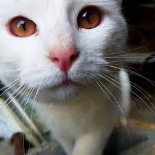 The site owner hides the web page description. 9 Beautiful White Cats And Kittens