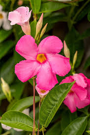 Pin On Garden Ideas Plants Flowers