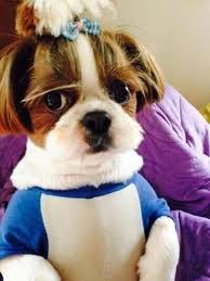 Mickey Jhope Dog Hobi