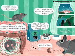 As the winter cold approaches, the rodent problem bain pest control specializes in freeing your home or business from unwanted pests. 12 Common Questions And Answers About Mice In The House