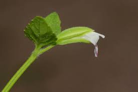 Image result for Torenia thouarsii