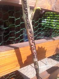 Image result for puklice na orchideích obrázek