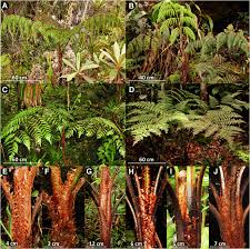Image result for Cyatheaceae