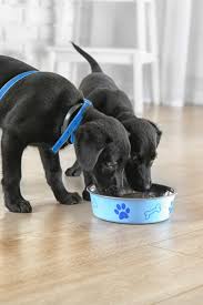 Cute Labrador Puppies Having Breakfast Labradorretriever Golden Retriever Labrador Labrador Retriever Labrador