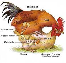 See full list on thespruce.com How Parrots Mate