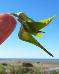 Image result for Crotalaria assurgens