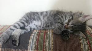 Pin On Cat