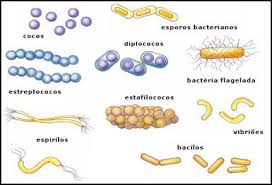 Resultado de imagen para imagenes de bacterias