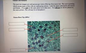 We did not find results for: Onion Cell Pictures The Next Two Images Are Real Chegg Com
