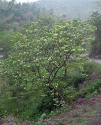 Image result for Holarrhena