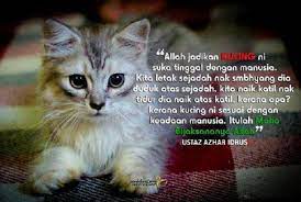 Dalam agama islam, ada beberapa hewan yang memiliki ke istimewaan, salah satunya yaitu kucing. Hukum Memelihara Kucing Salah Satu Hal Yang Diperhatikan Dalam Agama