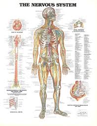 1947 1981 1986 Anatomical Chart Company Chicago Illinois
