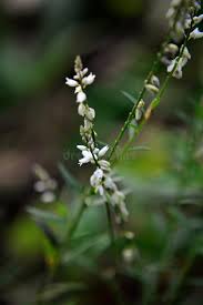 Image result for Persicaria decipiens