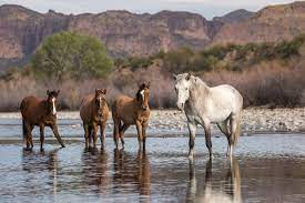 Wild Mustangs In Arizona And Their Potentially Grim Fate