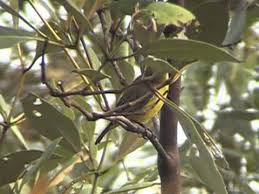 Manakala warna bagi burung kelicap ranting betina lebih pudar kebiruannya. Kelicap By Aqir Hassan