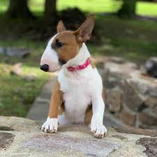 Puppyfind® provides a convenient and efficient means of selecting and purchasing the perfect staffordshire bull terrier puppy (or staffordshire bull terrier puppies) from the comfort of your home, 24 hours a day, 7 days a week. Bull Terrier Puppies For Sale Best Discount From Breeders