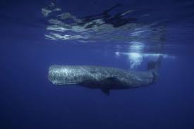 What is the largest animal in the world. 10 Of The Largest Living Creatures In The Sea