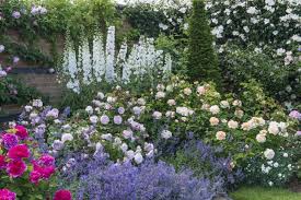 David Austin Roses Visit The Shropshire Growing Fields Rose Garden Design David Austin Roses David Austin