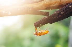 Essentially, there are three major patches where you're likely to see the largest swarms of these cicadas, kritsky said Surviving Cicada Swarm May Mean Protecting Young Trees Public News Service