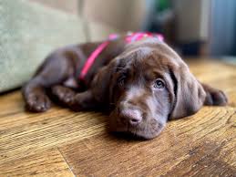 Hiccups can be brought on by eating or drinking too fast and swallowing too much air, she says. Dr Disrespect On Twitter Don T Let The Eyes Fool You I Only Got 1 Hour Of Sleep Last Night I Introduce Puppy Assassin