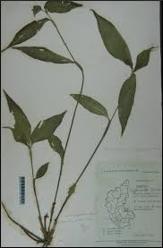 Image result for Commelina petersii