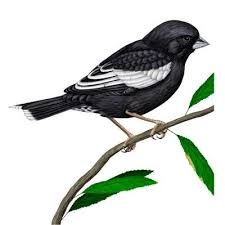 Black Bird With White Chest Colorado Lark Bunting State Bird State Birds Bird Prints Bunting Bird